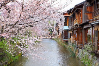 Kyoto ahşap ev ve sakura