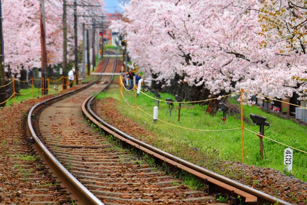 Railway and sakura tree — Stock Photo, Image