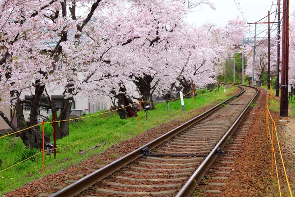 桜の木の鉄道 — ストック写真