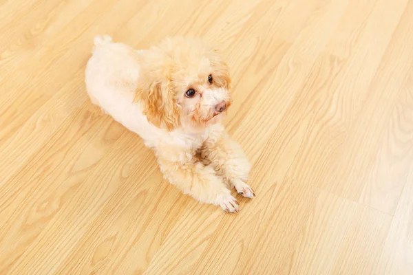 Brinquedo poodle deitado no chão — Fotografia de Stock