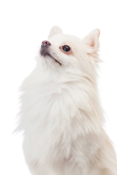 Branco pomeranian olhando para cima — Fotografia de Stock