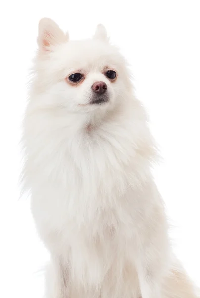 White pomeranian portarit — Stock Photo, Image