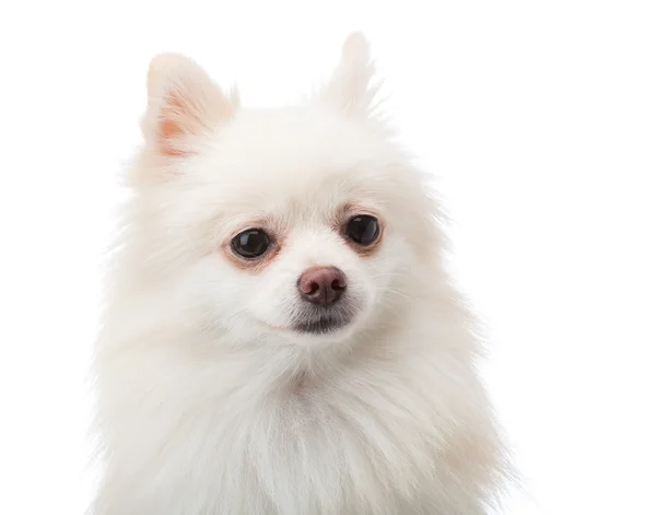 White pomeranian isolated — Stock Photo, Image