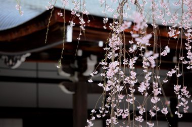 Japon tapınağının önünde ağlayan sakura.
