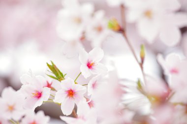 Sakura pembe