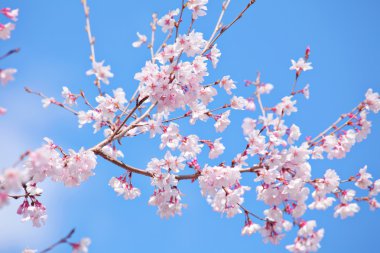 Sakura mavi gökyüzü ile