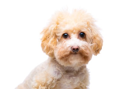 köpek kaniş