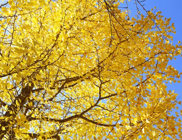 Yellow gingko tree with clear blue sky — Stock Photo, Image