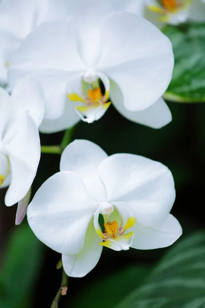 Whte orchid flower — Stock Photo, Image