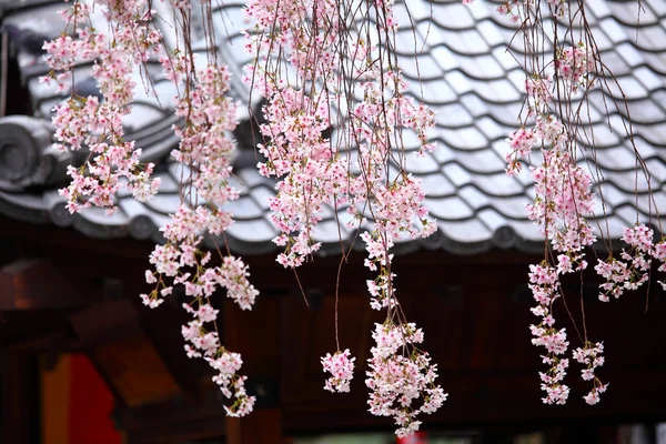 Japanese wooden house with weeping sakura — Stock Photo, Image
