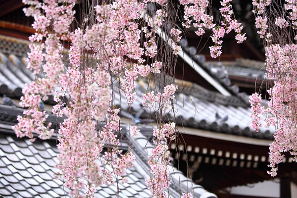 Japanese temple with weeping sakura — Stock Photo, Image