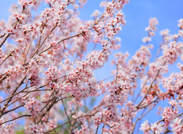 Sakura árbol — Foto de Stock