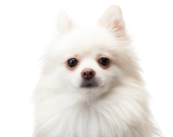 Pomerania blanca — Foto de Stock