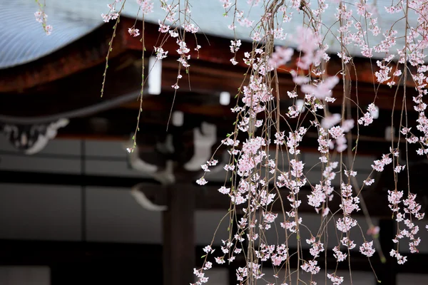Плачущая сакура перед японским храмом — стоковое фото