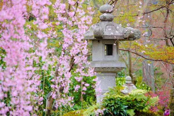 Jardin japonais avec lanterne en pierre et sakura pleureur — Photo