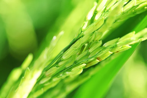 Paddy rice close up — Stock Photo, Image