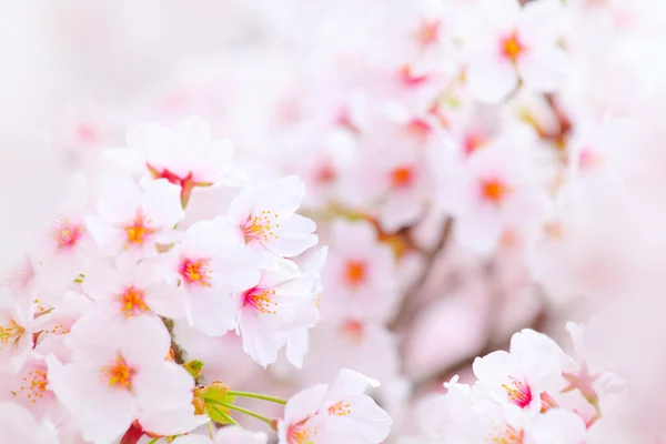 Cherry flower — Stock Photo, Image