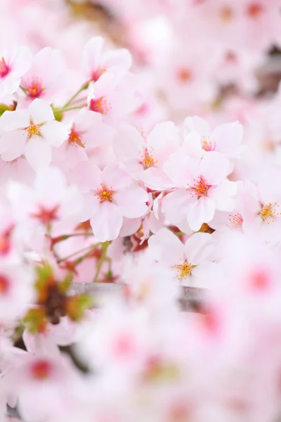 Sakura flor — Foto de Stock