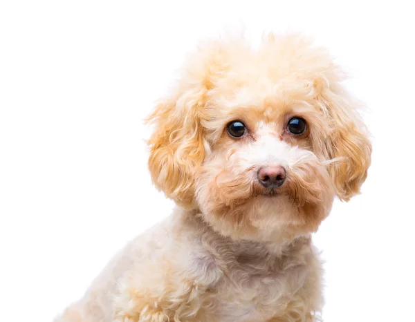 Cão poodle — Fotografia de Stock