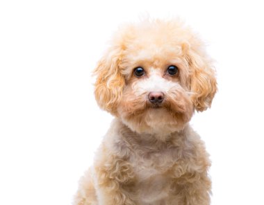 kaniş köpek