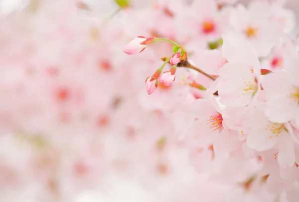 Sakura — Foto Stock