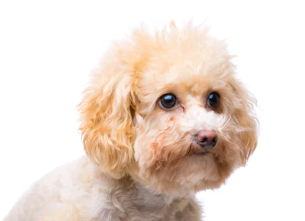 Poodle dog — Stock Photo, Image