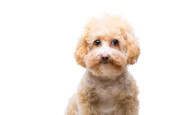 Poodle dog isolated — Stock Photo, Image