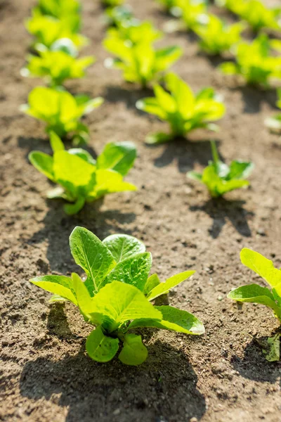 Campo de lechuga — Foto de Stock