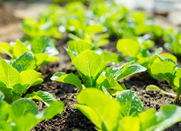 Young lettuce field — Stock Photo, Image