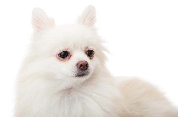 White pomeranian portrait — Stock Photo, Image