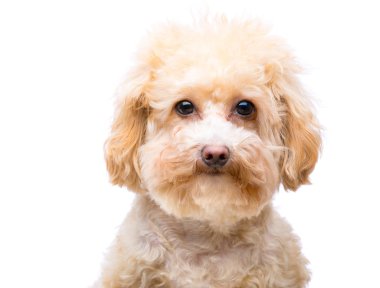 kaniş köpek