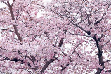Sakura ağacı