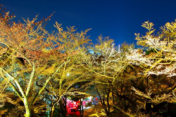 Сакура ночью — стоковое фото