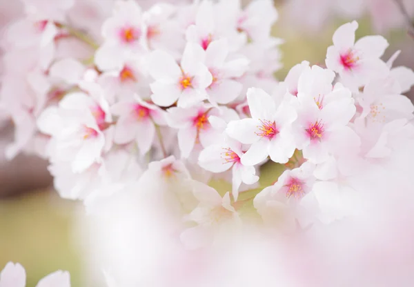 Sakura. — Foto de Stock