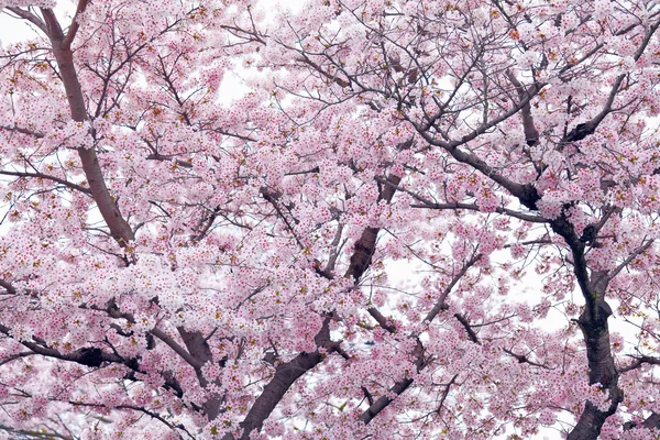 Sakura árbol —  Fotos de Stock