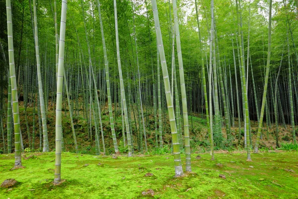 Bosque de bambú — Foto de Stock