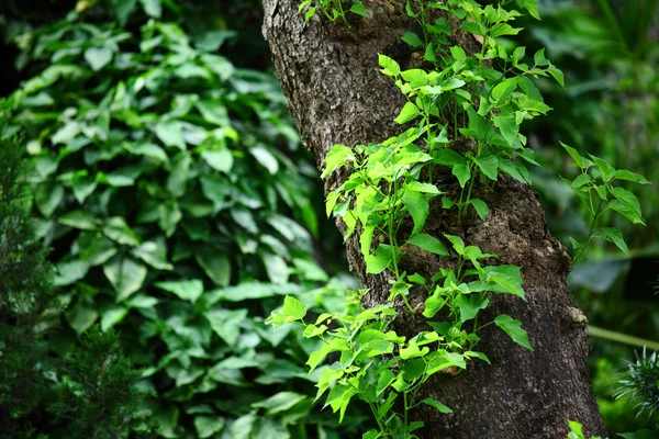 Tree trunk — Stock Photo, Image