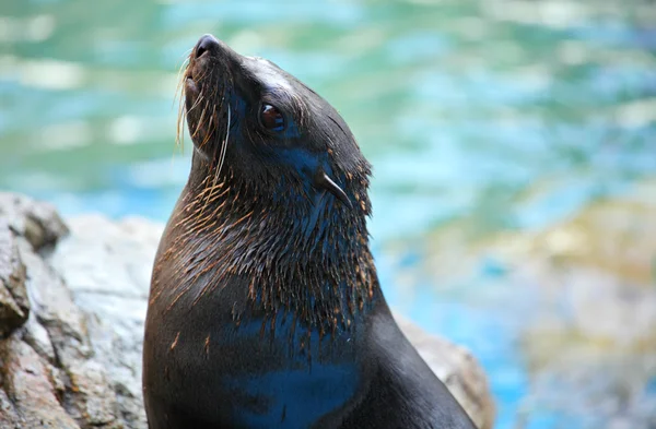 Seelöwe — Stockfoto