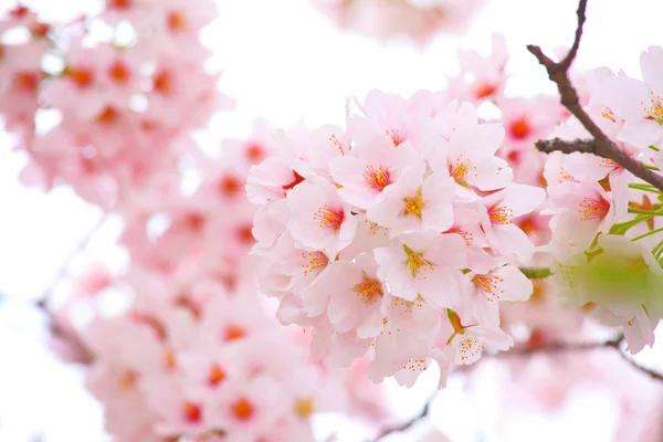 Sakura fleur — Photo