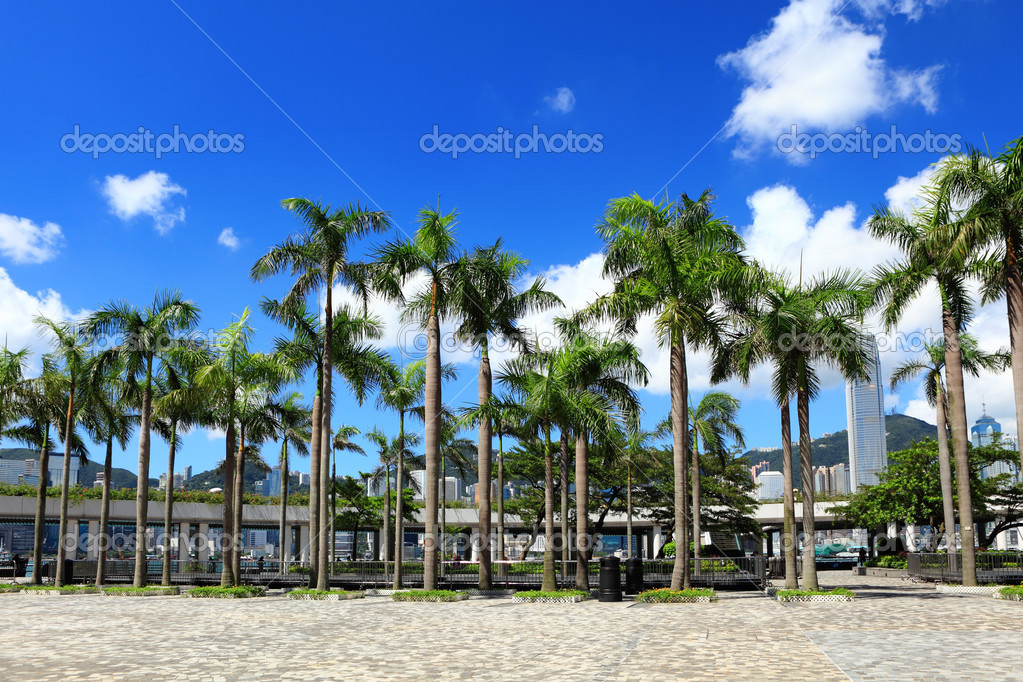 Palm trees in Hong Kong city — Stock Photo © leungchopan 44019927
