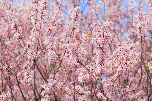 Sakura árbol con cielo azul —  Fotos de Stock