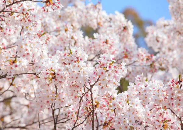 Sakura ağacı üzerinde mavi gökyüzü — Stok fotoğraf