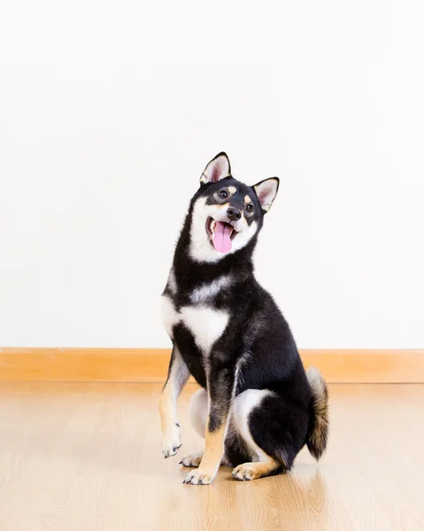 Czarny shiba uśmiech w salonie — Zdjęcie stockowe