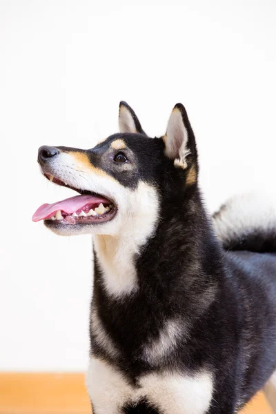 Schwarzes Shiba-Seitenprofil — Stockfoto