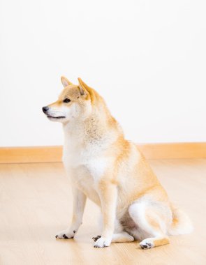 çok güzel shiba evde