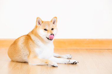 kahverengi shiba yalamak yapışkanlık dışarı