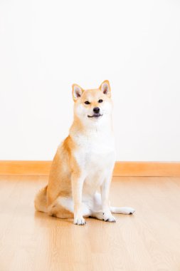 kahverengi shiba Inu evde