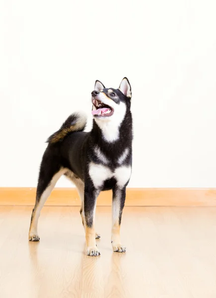 Shiba dalam warna hitam — Stok Foto