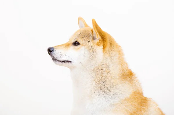 Shiba-Seitenprofil — Stockfoto