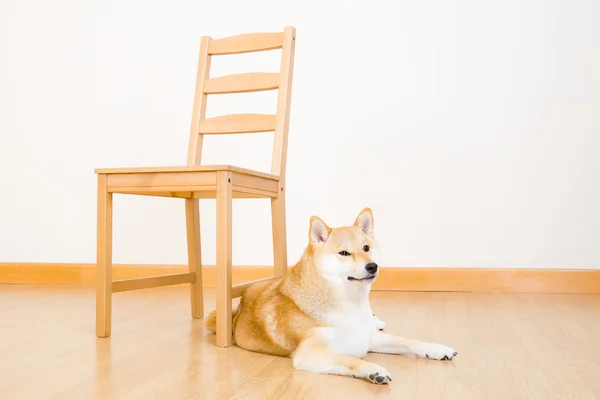 Brown shiba at home — Stock Photo, Image